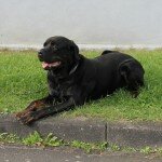 Paco-2014-09-28-2