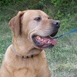 g6